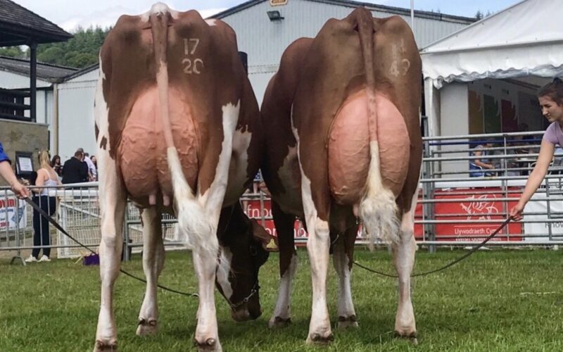 Champion, Interbreed Pairs (Evie Tomlinson)