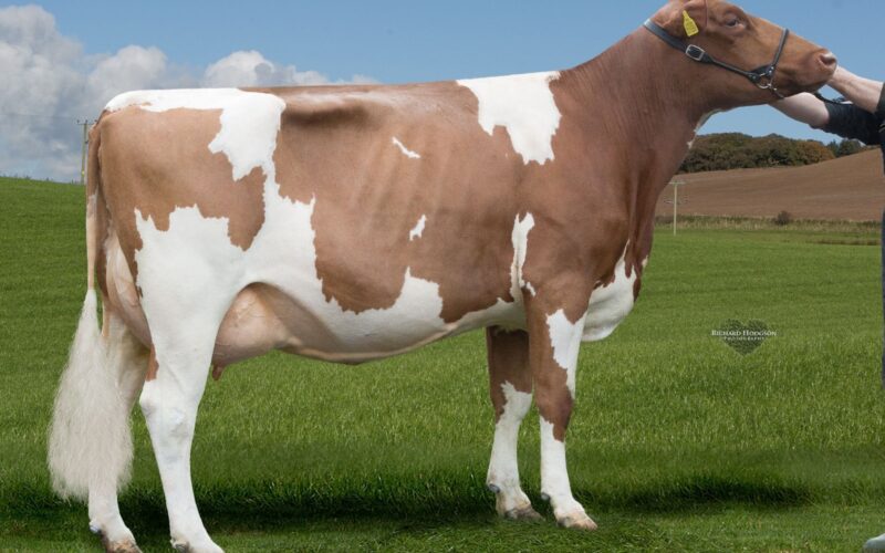 Jamara Nickle Gladys as a heifer