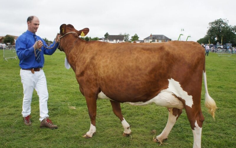 Jamara Nickle Little Minx - Sired by Swaites Nickle