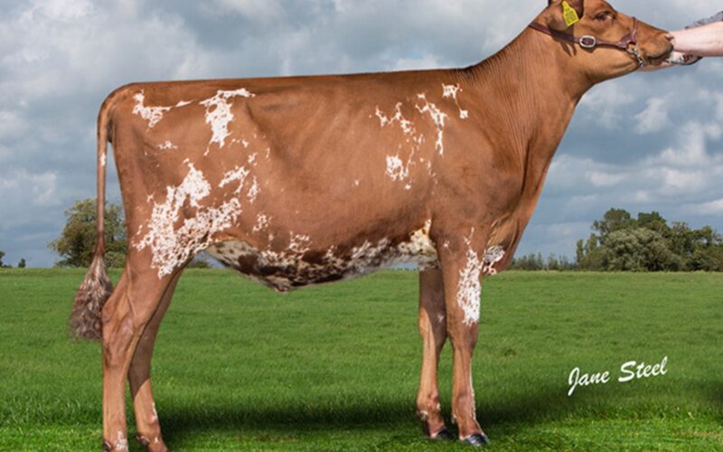 Daughter of Sandy Triclo - Jamara Triclo Heather Honey