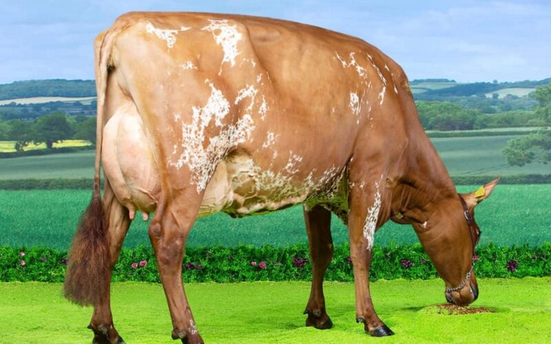 Jamara Triclo Heather Honey - Sired by Sandyford Triclo