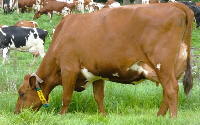 Fresh with her second calf - Jamara Willows Betty sired by Harperfield Wind in the Willows.