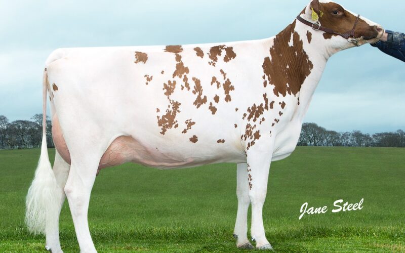Knowe Bertha 245 VG 86
