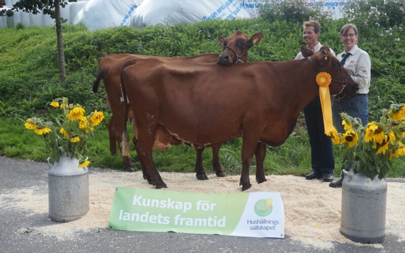 Klas and Anja Johansson at their local show, Cow in front has had 7 calves and the Heifer behind is the result of Klas & Anja purchasing embryo's in 2015 at the Conference sale from Heydale Dream Bronara.