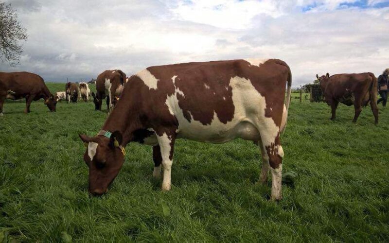 Daughter of Rosehill Manderville