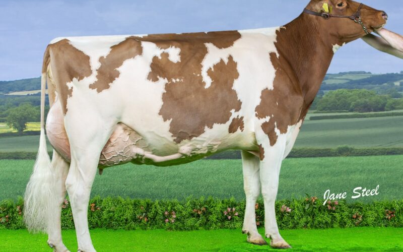 Whiteflat Jordy Lizzie Red