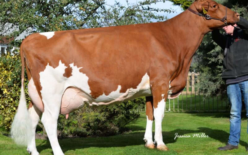 His Dam Halmyre Urr Ladybird 443
