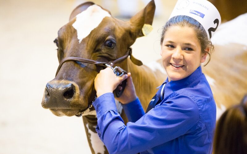 Our Ayrshire Young Breeders Will Do A Superb Job Preparing & Showing Your Cows