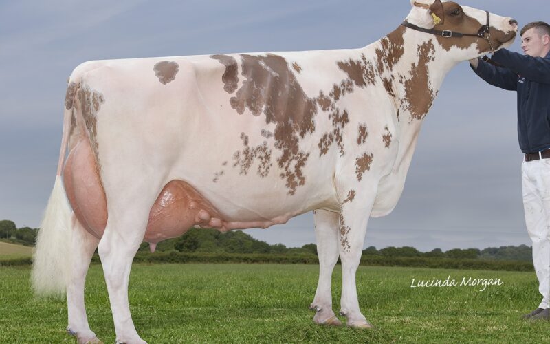 Breed Champion - Sandyford Mayflower 14