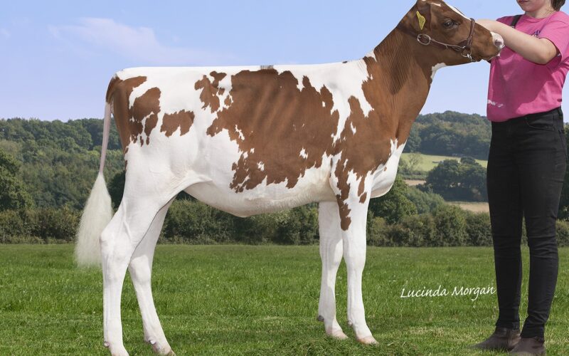 Stardust Supreme Queenie