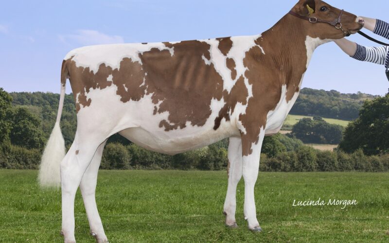 Sandyford Supreme Able