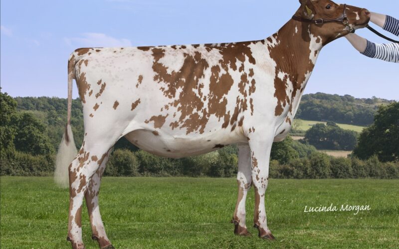 Sandyford Supreme Show Girl