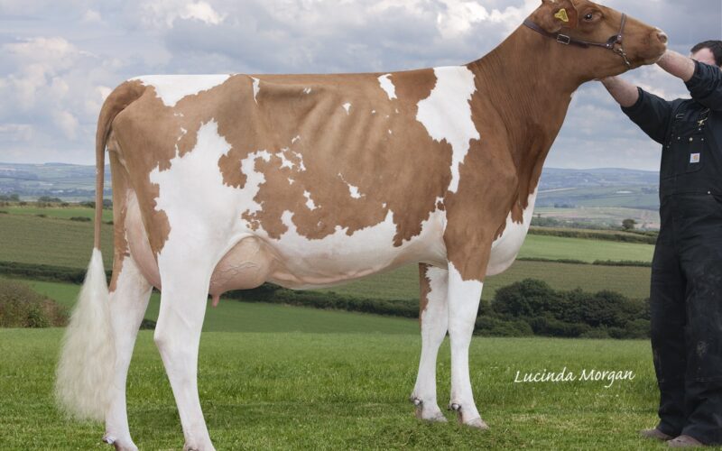 Daughter of Rosehill Real Mccoy the number 1 production sire at Cattle Services