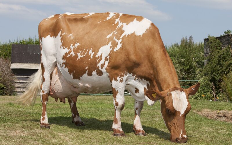 The Dam of Lyner oblique Focus - Lyner Fairystory 4 EX93