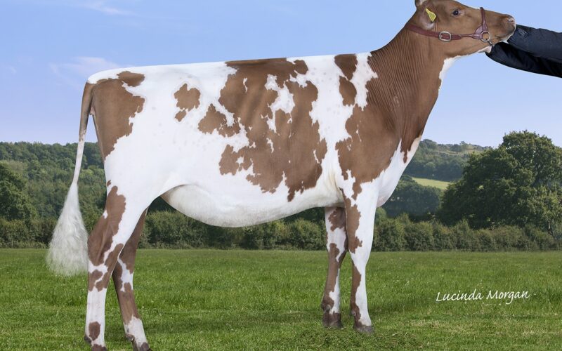 Winner of Class A Under 12 months Millford Maple Lark