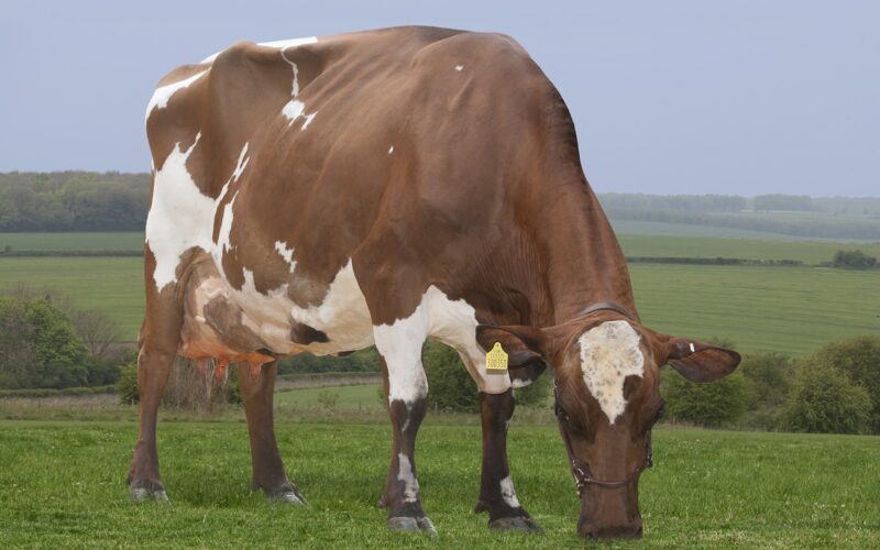The dam of Biddesden Hector - Bailiffscourt Hortense 267 EX93 2E