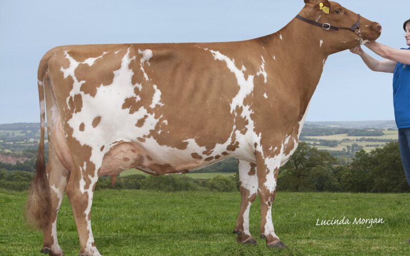 Bruchag Mccoy Marjorie - sired by Rosehill Real mccoy