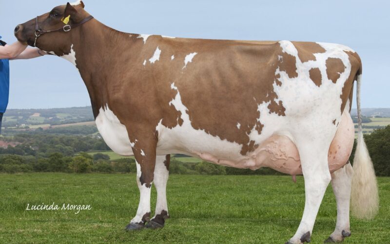 Butterbesley Obliques May - sired by Hilltown Oblique