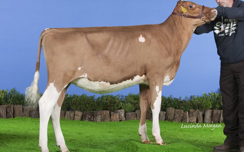 Gwynnog Buster Kate - Sired by Cuthill Towers Buster
