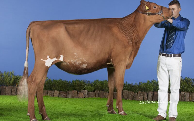 Champion, Sandyford Famed Clover