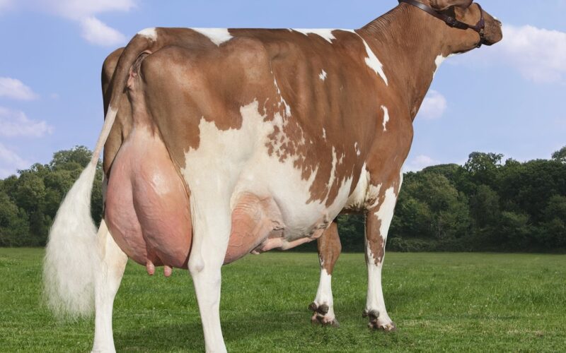 Hunnington Fragy 12 EX97 (7E)