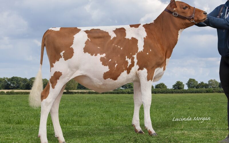 Daughter of Hunnington Famous - Blydale Famous Sea Lily