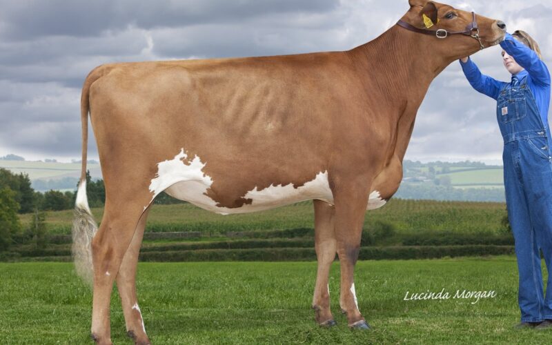 Butterbesley Lieu Hillary sired by Halmyre Urr Lieutenant