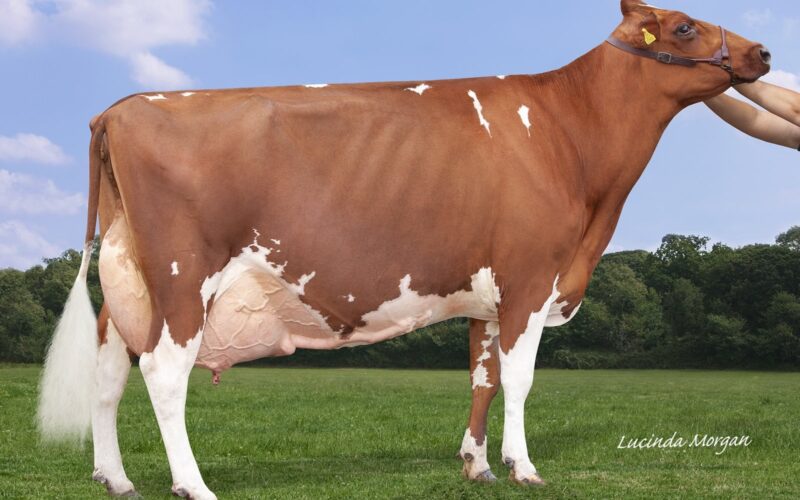 Hunnington Fragy 16 EX96 pictured on 19th of October 2020