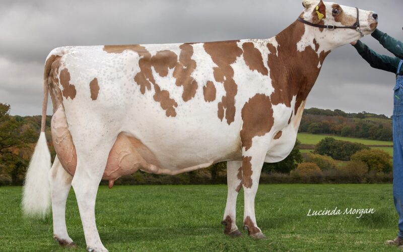 Sandyford Triclo Bella a daughter of Sandyford Triclo