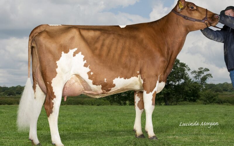 Heydale Summer Time - Sired by Ravenhill Victory