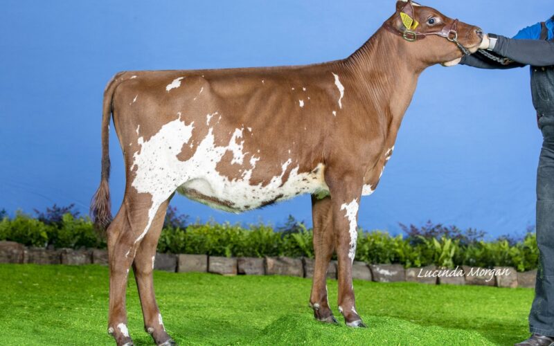 Halmyre Urr Ladybird 564