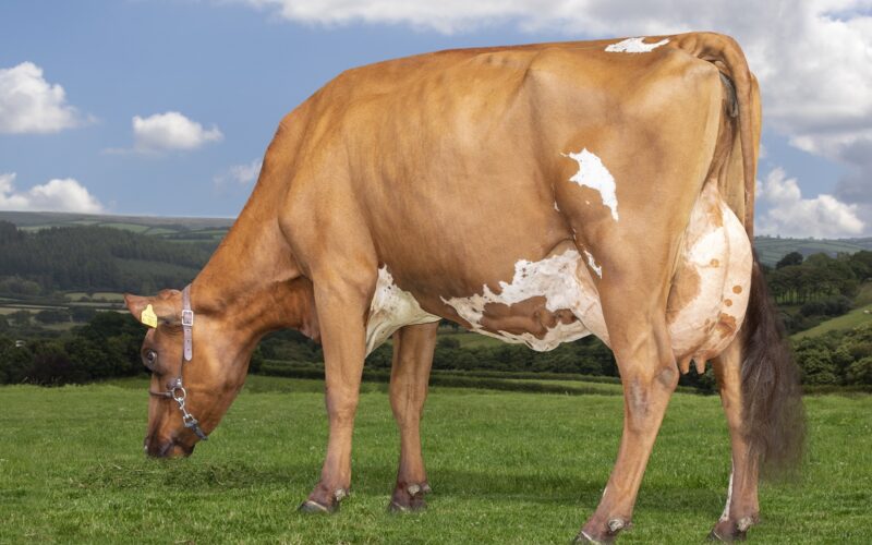 His dam Hilltown Violet 476 EX91