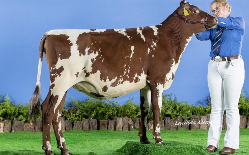 One of his fantastic daughters - Rosehill Fantasy Magenta