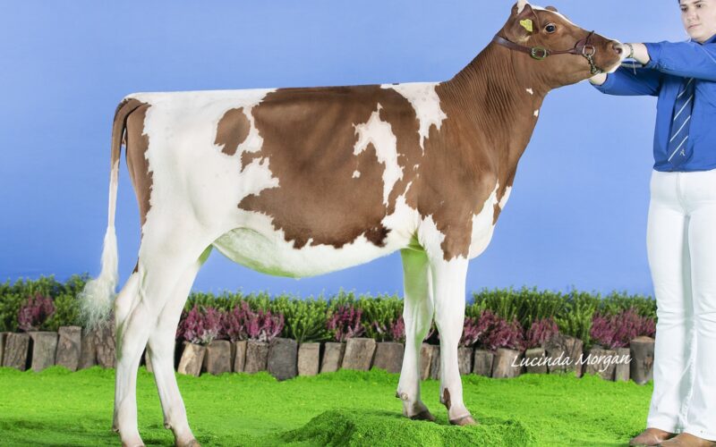 The Champion - Paith Calcutta Eclipse.
