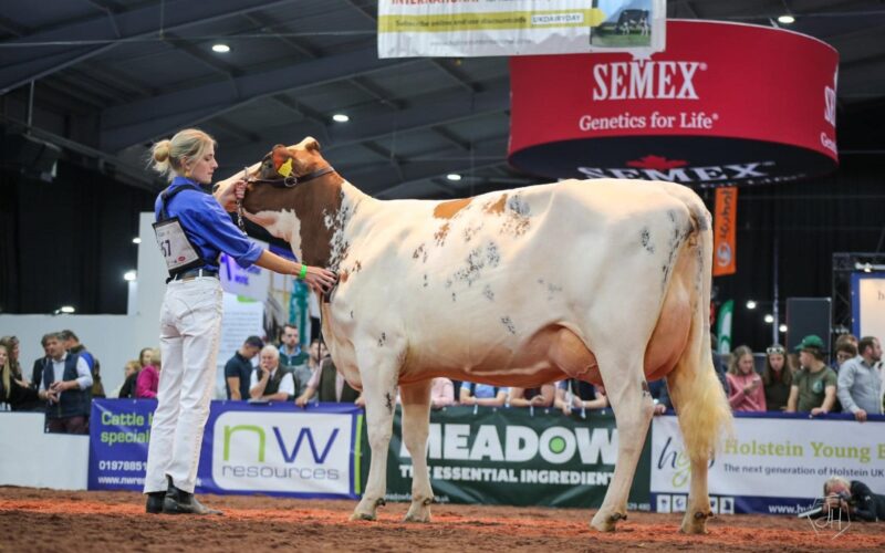 Longwood Willow Sandy Rose - sired by Heydale White Willow