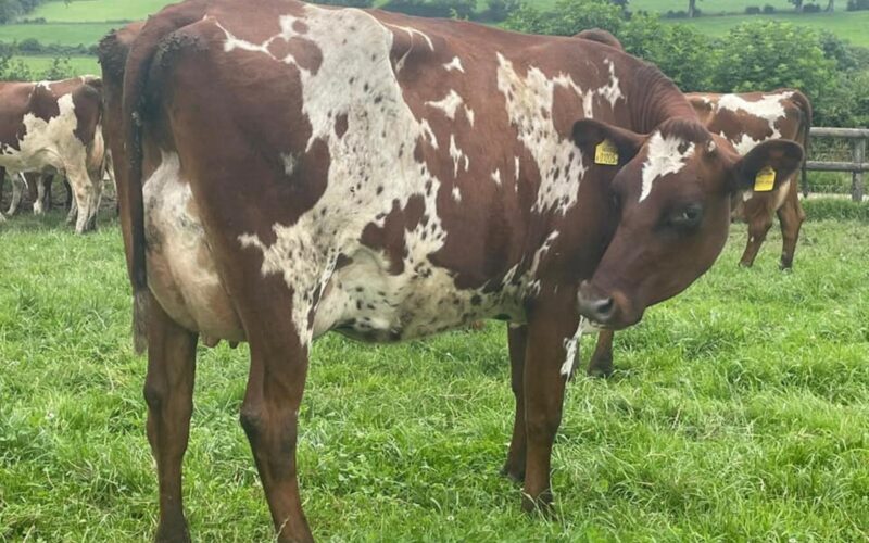 A daughter of Rosehill Manderville at Sunshine Ayrshires