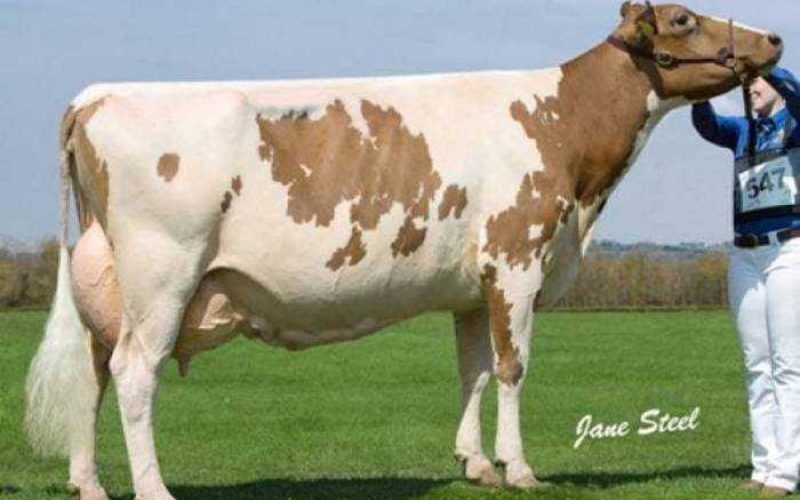 Marleycote Sea Lily 14 EX94 2E 5 Star Brood cow - Third Dam of Sea King
