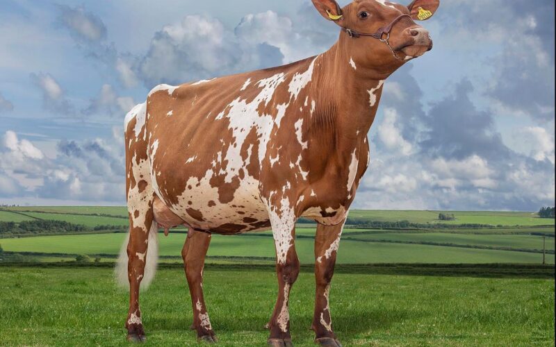 Marleycote Sea Lily 2 VG86 2yo the dam of Royal Flush Sea King