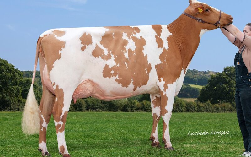 Champion Millford Maple Lark