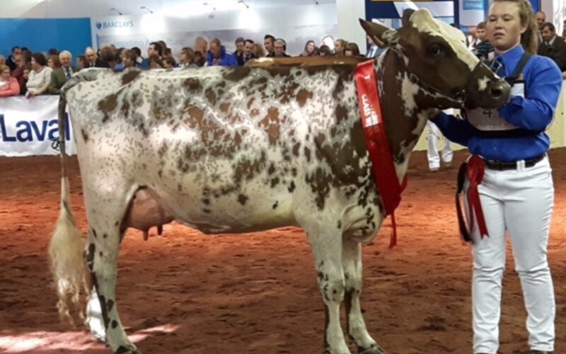 Millford Vital Mayflower - 1st place senior 2 Year Old at The National Ayrshire Show