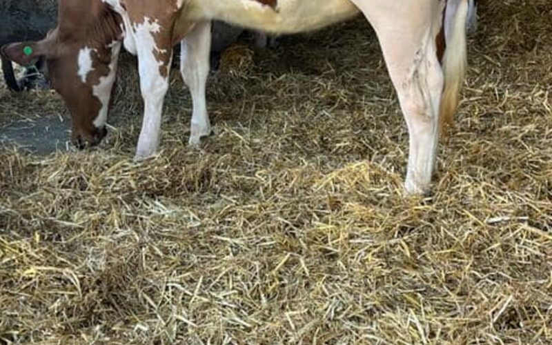 Brieryside Miss Donald, top price at the Brieryside sale.