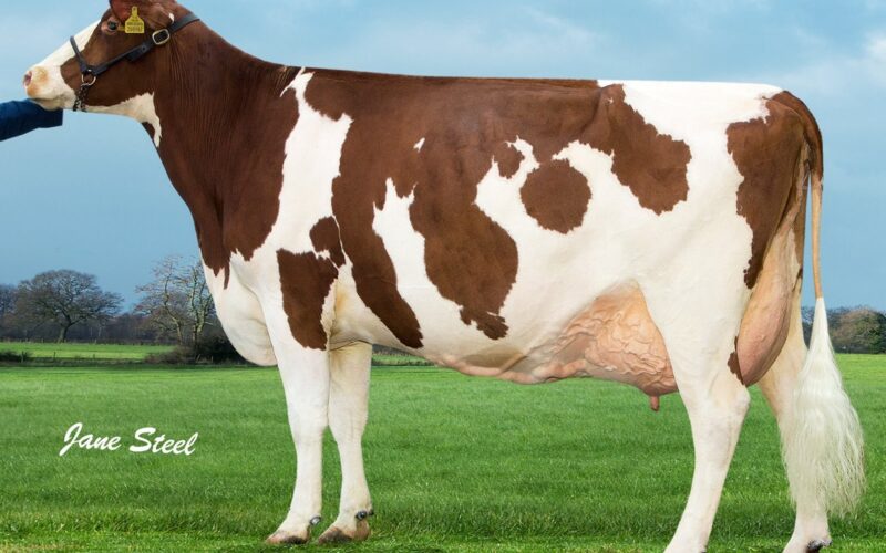 West Mossgiel Miss Modern 28 EX91 Lot 3