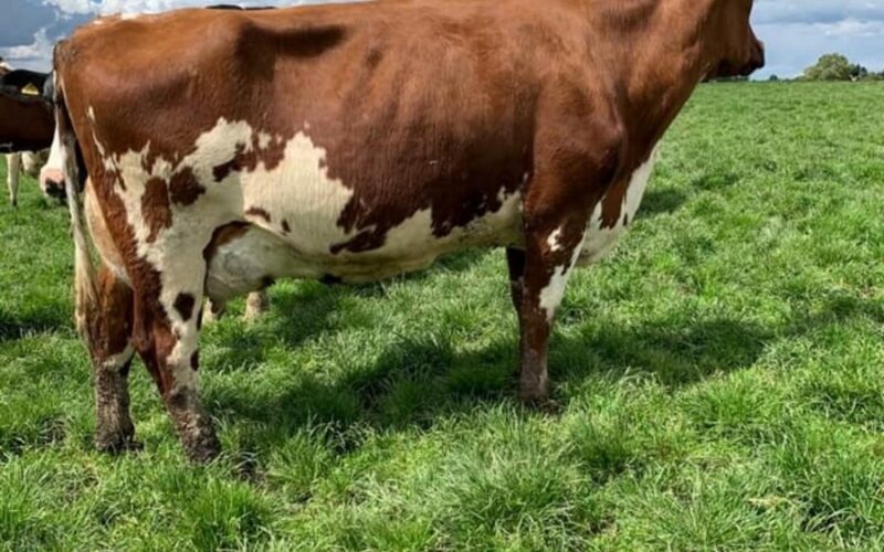 A Hilltown Oblique daughter in the Moathouse herd