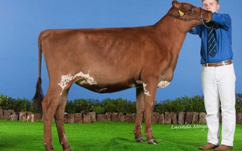 Moathouse Skyfall Kiss - Sired by Troutbeck Skyfall
