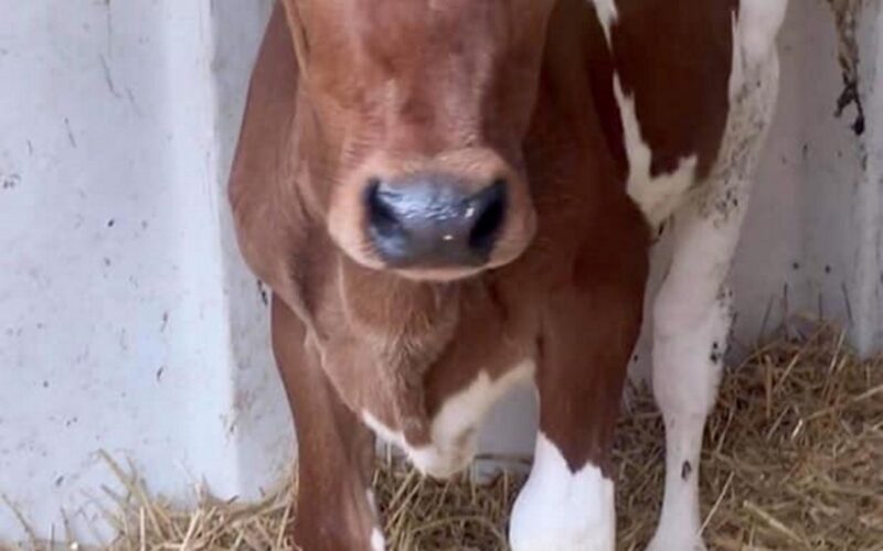 Sired by Moathouse Monopoly