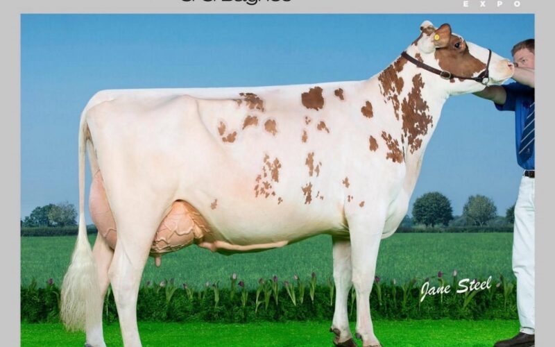 UK Dairy Expo Champion 2024 - Morwick Peggy 126
