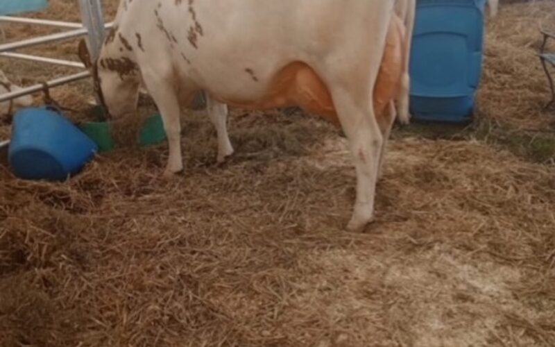 Ayr Show Champion 2025 - Morwick Peggy sired Pam Ayrs Hawaiian