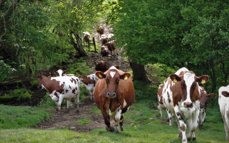 I like the way you Mooove!!