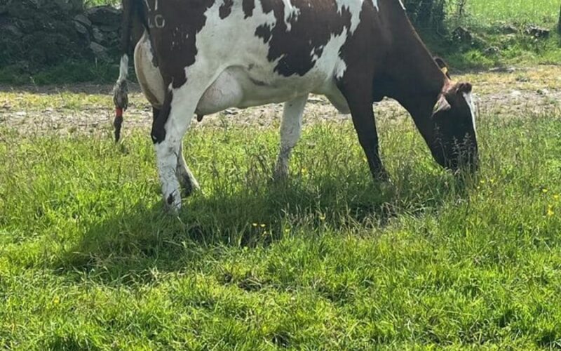 Sired by Whitecroft Nectar