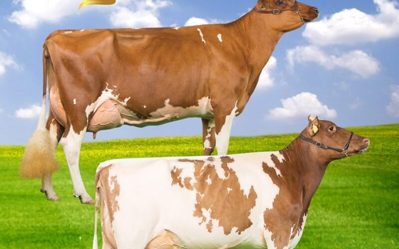 Cattle Services (Ayr) Latest Catalogue